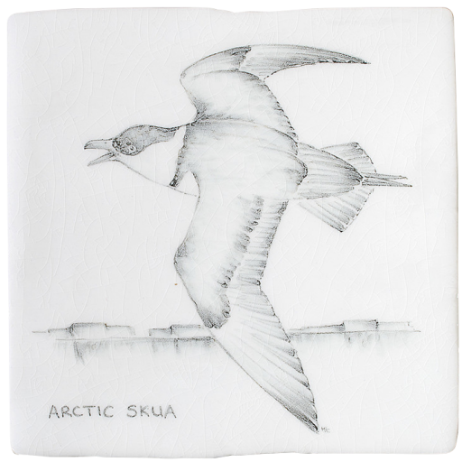 Kust & Hedfåglar Birds Artic Skua 8