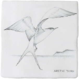 Kust & Hedfåglar Birds Artic Tern 2