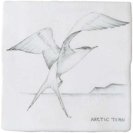 Kust & Hedfåglar Birds Artic Tern 2