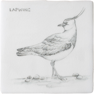 Kust & Hedfåglar Birds Lapwing 3