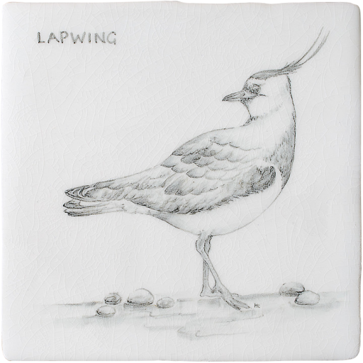 Kust & Hedfåglar Birds Lapwing 3