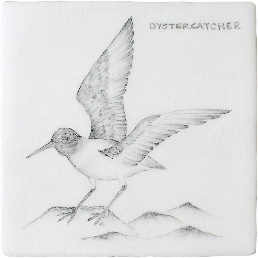 Kust & Hedfåglar Birds Oyster Catcher 11
