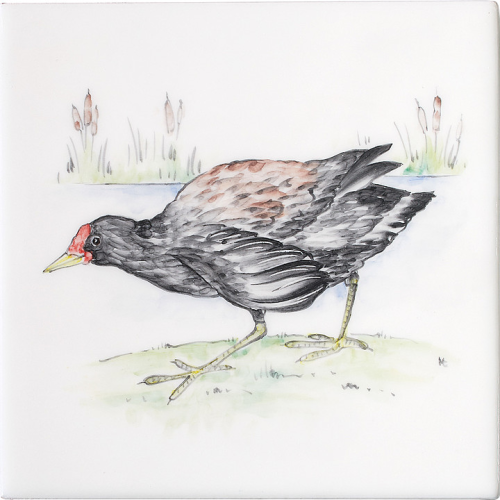 Engelskt Djurliv Moorhen 5