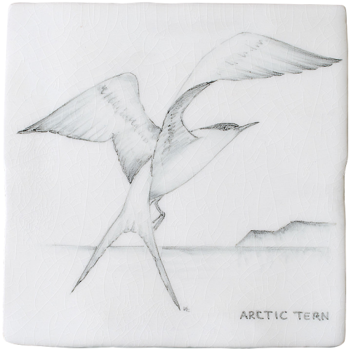 Kust & Hedfåglar Birds Artic Tern 2