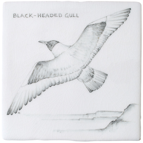 Kust & Hedfåglar Birds Black Headed Gull 12