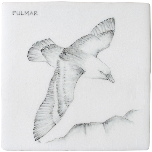 Kust & Hedfåglar Birds Fulmar 6