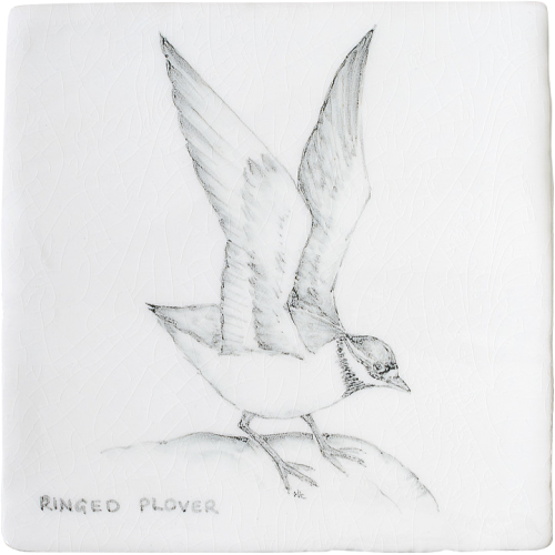 Kust & Hedfåglar Birds Ringed Plover 10