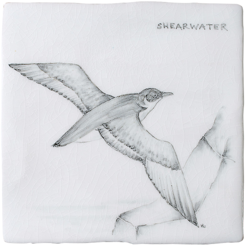 Kust & Hedfåglar Birds Shearwater 7