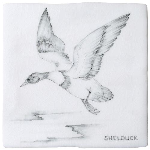 Kust & Hedfåglar Birds Shelduck 9