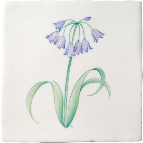 Vårblommor Agapanthus